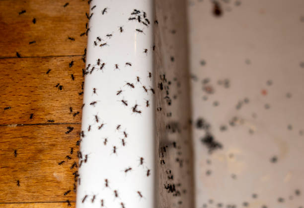 Best Pest Removal Services  in Iron Mountain, MI